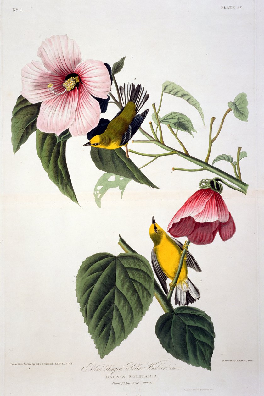 Blue Winged Yellow Warbler, fra Birds of America, graveret af Robert Havell (1793-1878) af John James after Audubon
