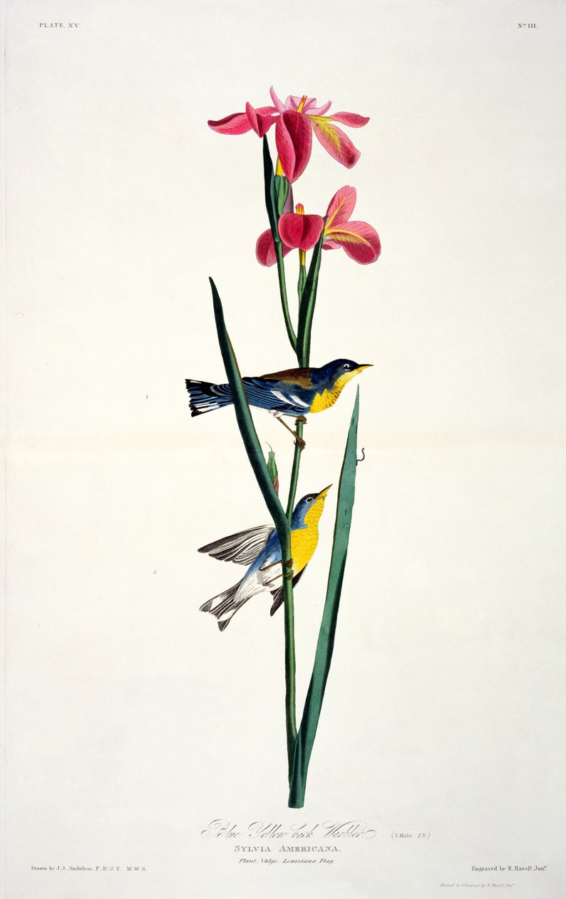 Blå gulrygsanger, fra Birds of America, graveret af Robert Havell (1793-1878) af John James after Audubon