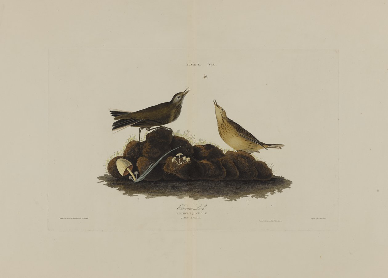 Brown Lark, fra Birds of America, graveret af Robert Havell (1793-1878) af John James after Audubon