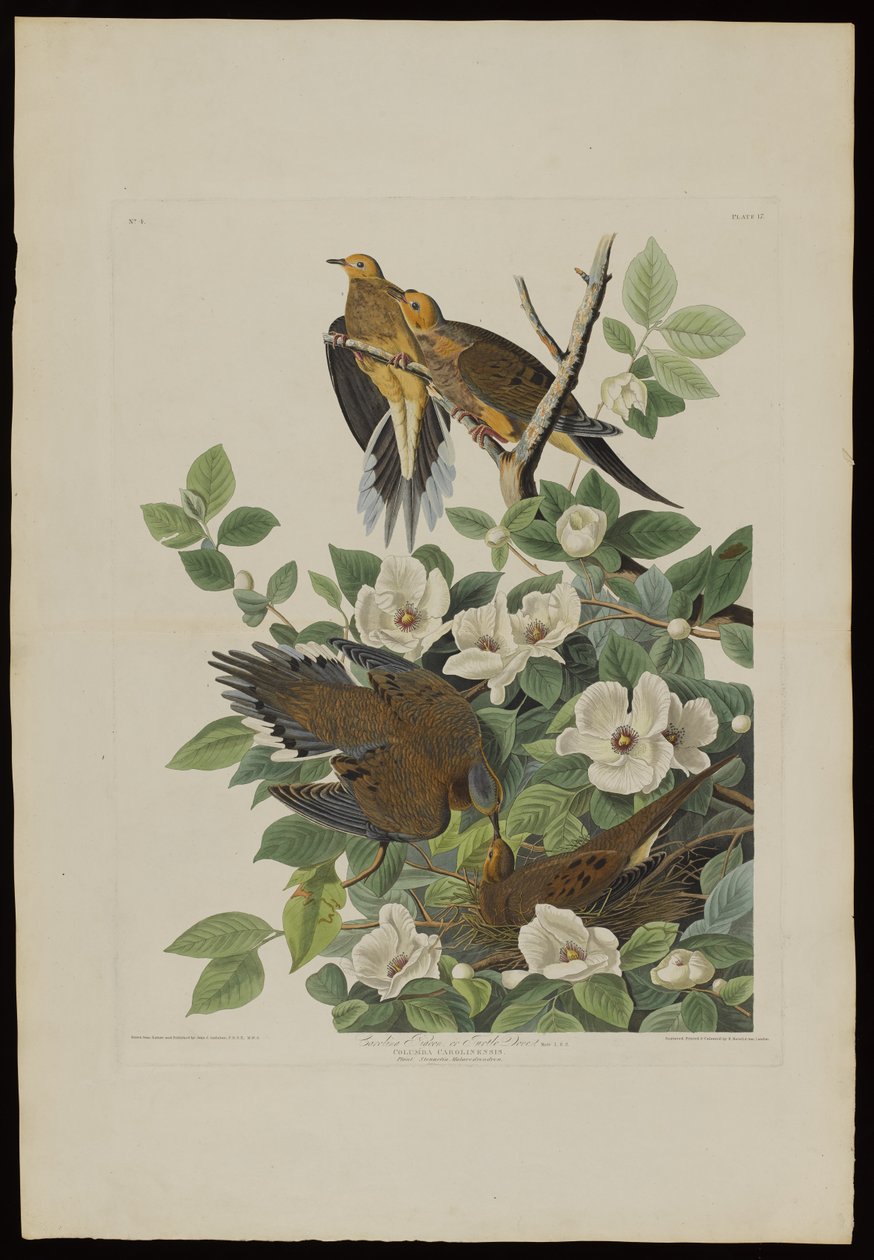 Carolina Pigeon eller Turtle Dove, fra Birds of America, graveret af Robert Havell (1793-1878) af John James after Audubon
