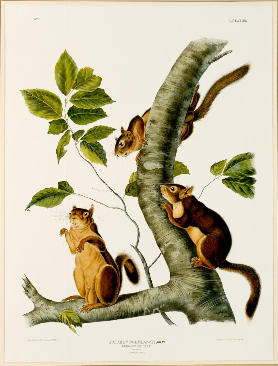 Douglas Squirrel, fra folioen The Viviparous Quadrupeds of North America, udgivet i 1845, 1844 (se 129902 for original) af John James after Audubon