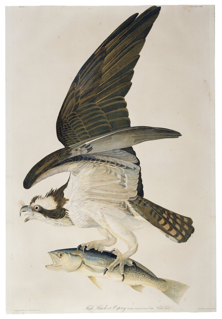 Fish Hawk eller Osprey, litografi af Julius Bien (1826-1909), 1860 af John James after Audubon