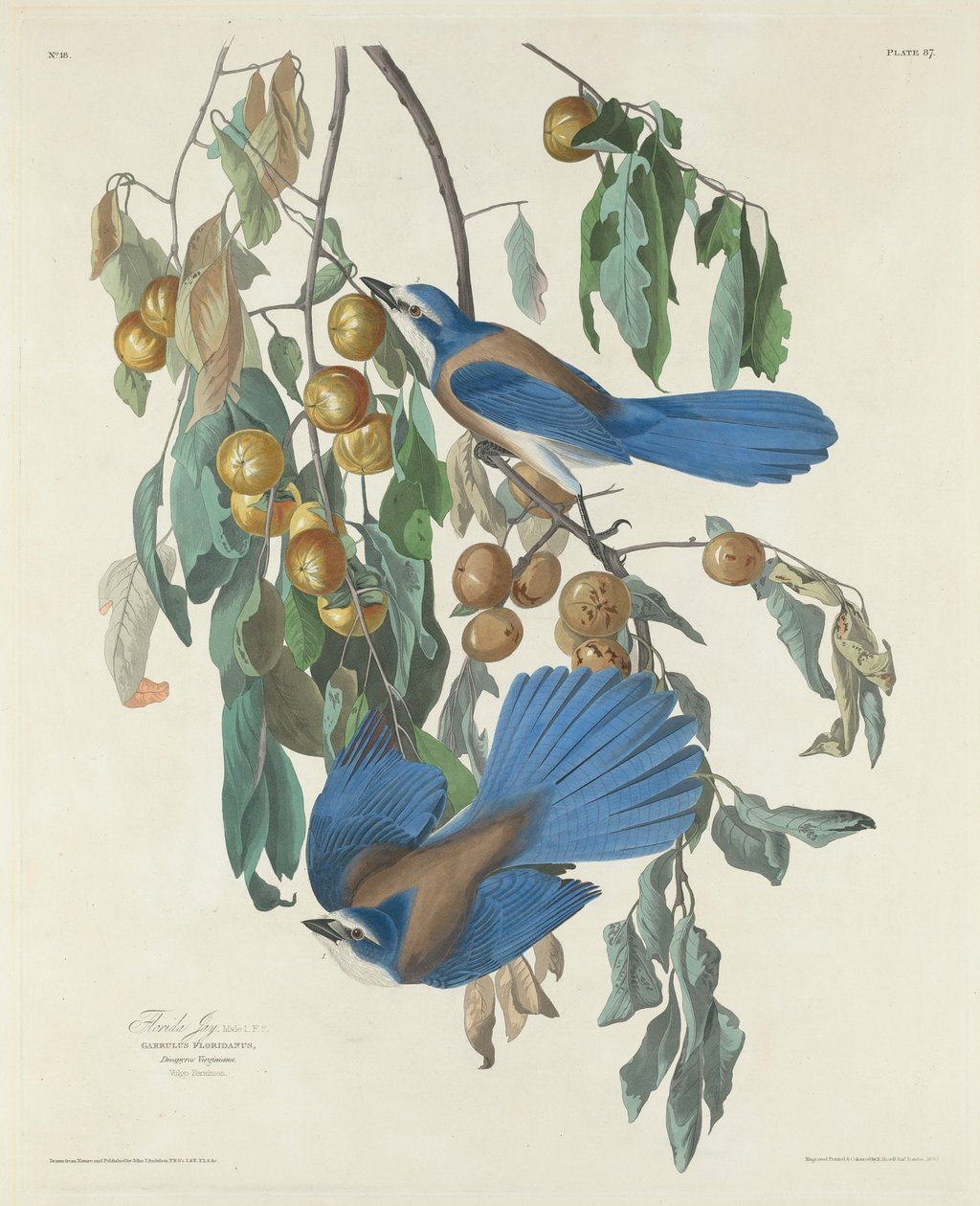 Florida Jays, 1830 af John James after Audubon