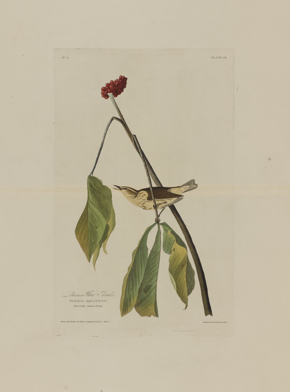 Louisiana Water Thrush, fra Birds of America, graveret af Robert Havell (1793-1878) af John James after Audubon