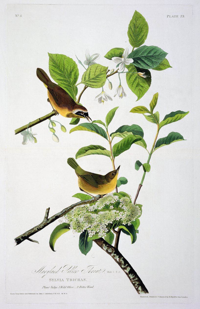 Maryland Yellow Throat, fra Birds of America, indgraveret af Robert Havell (1793-1878) af John James after Audubon