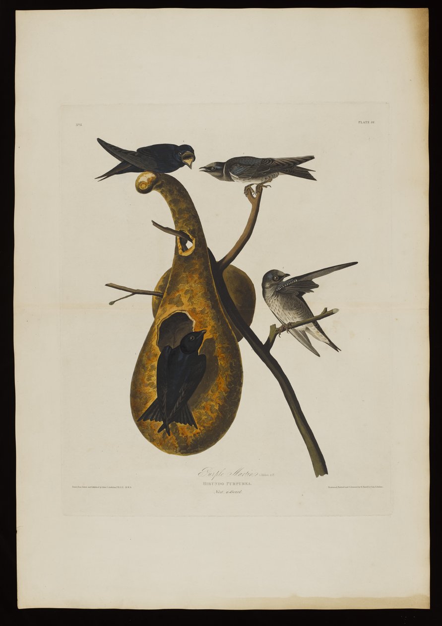 Purple Martin, fra Birds of America, graveret af Robert Havell (1793-1878) af John James after Audubon