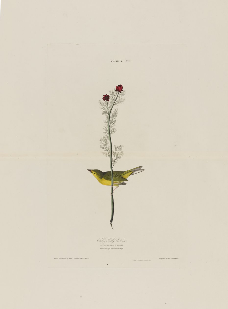 Selbys Fly Catcher, fra Birds of America, graveret af Robert Havell (1793-1878) af John James after Audubon