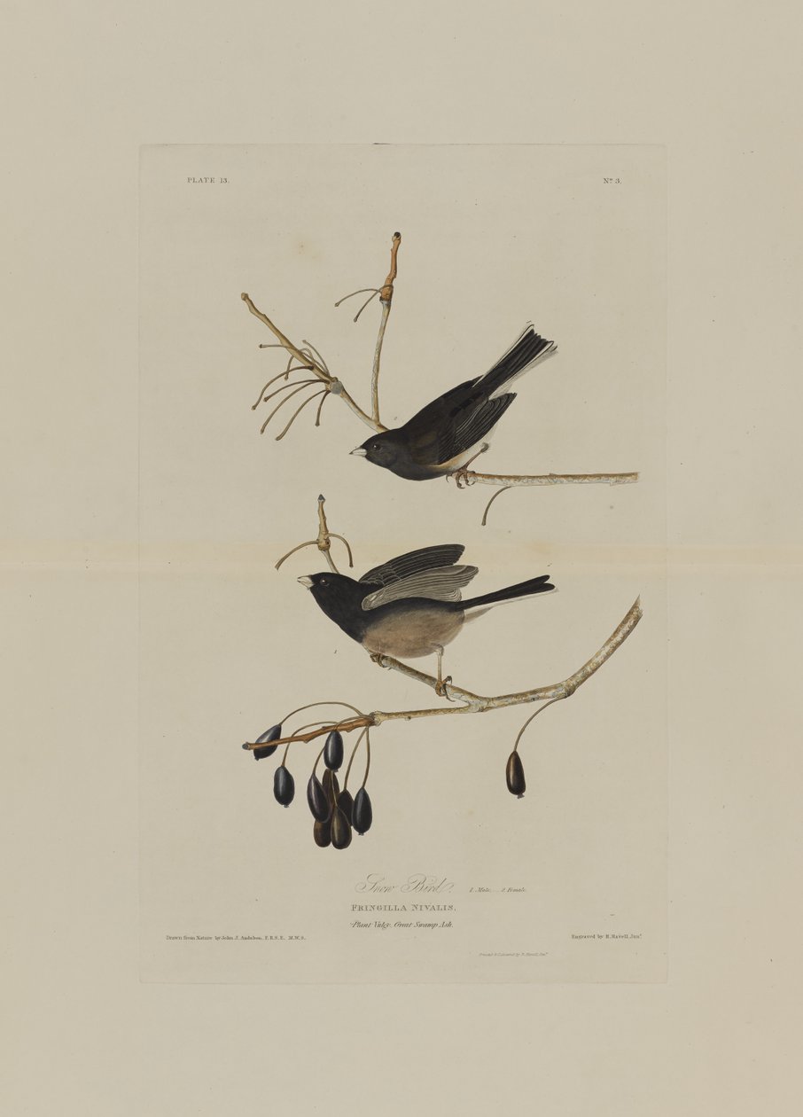 Snefugl, fra Birds of America, graveret af Robert Havell (1793-1878) af John James after Audubon