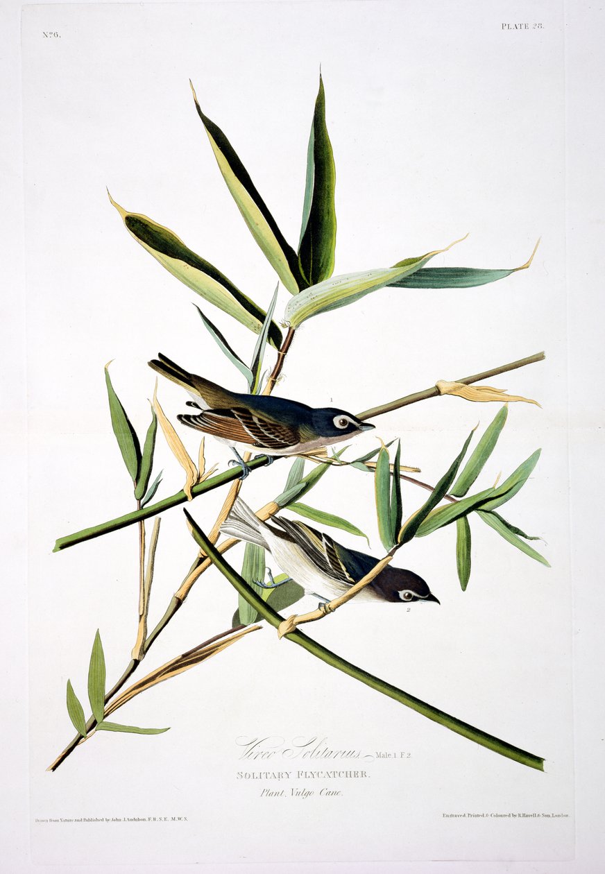 Solitary Fluesnapper, fra Birds of America, graveret af Robert Havell (1793-1878) af John James after Audubon
