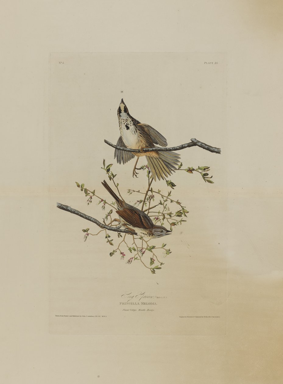 Song Sparrow, fra Birds of America, indgraveret af Robert Havell (1793-1878) af John James after Audubon