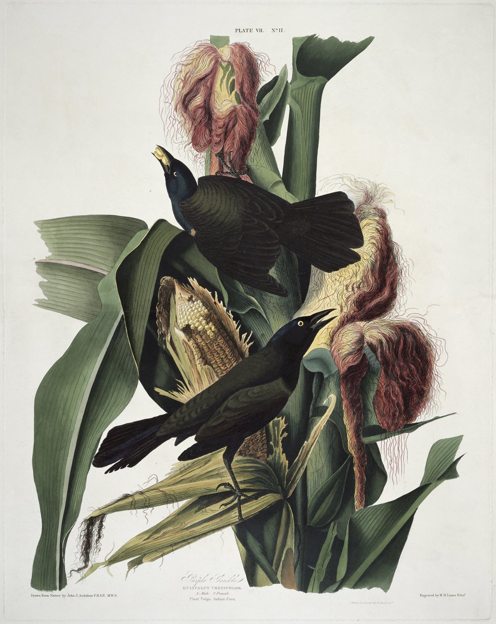 The Purple Grackle, fra Birds of America, indgraveret af Robert Havell (1793-1878) af John James after Audubon
