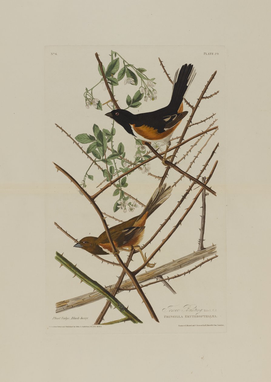 The Towhe Bunting, fra Birds of America, indgraveret af Robert Havell (1793-1878) af John James after Audubon