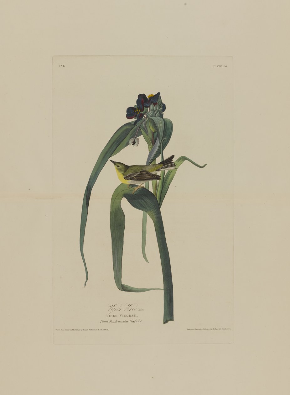 Vigers Vireo, fra Birds of America, graveret af Robert Havell (1793-1878) af John James after Audubon