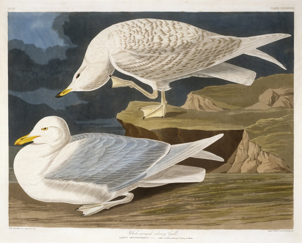 Hvidvinget sølvmåge, graveret af Robert Havell, Jr. (1793-1878), 1835 (håndkoloreret gravering) af John James after Audubon