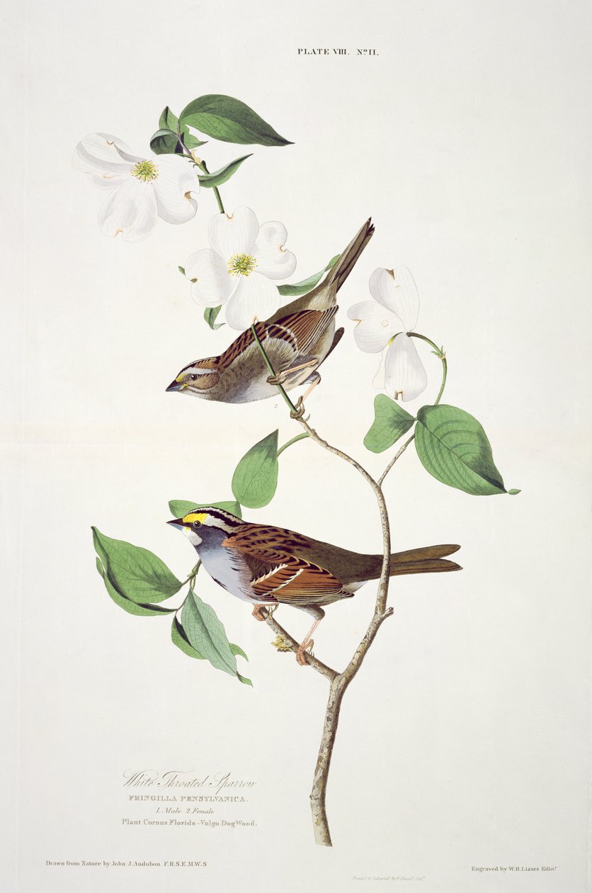 White Throated Sparrow, fra Birds of America, graveret af Robert Havell (1793-1878) af John James after Audubon