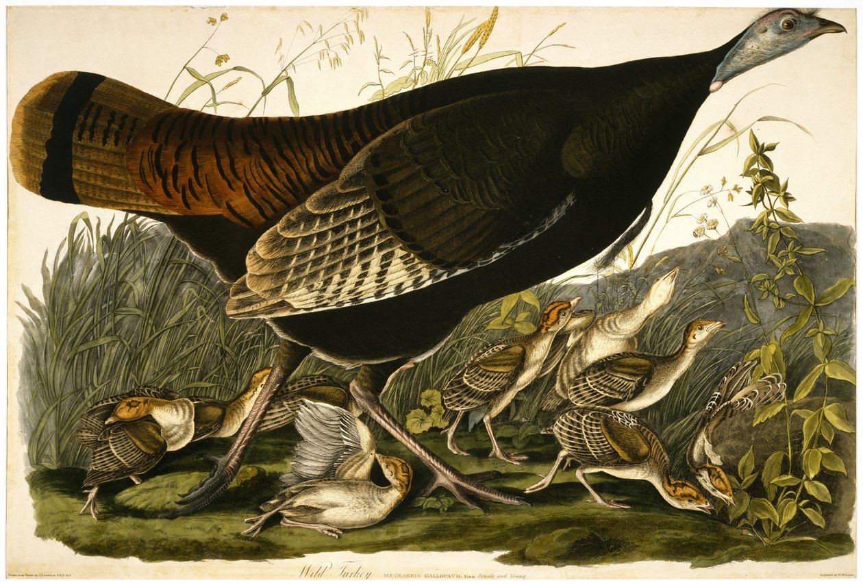 Wild Turkey, indgraveret af William Home Lizars (1788-1859) c.1827-32 (håndfarvet akvatint på vævet papir) af John James after Audubon