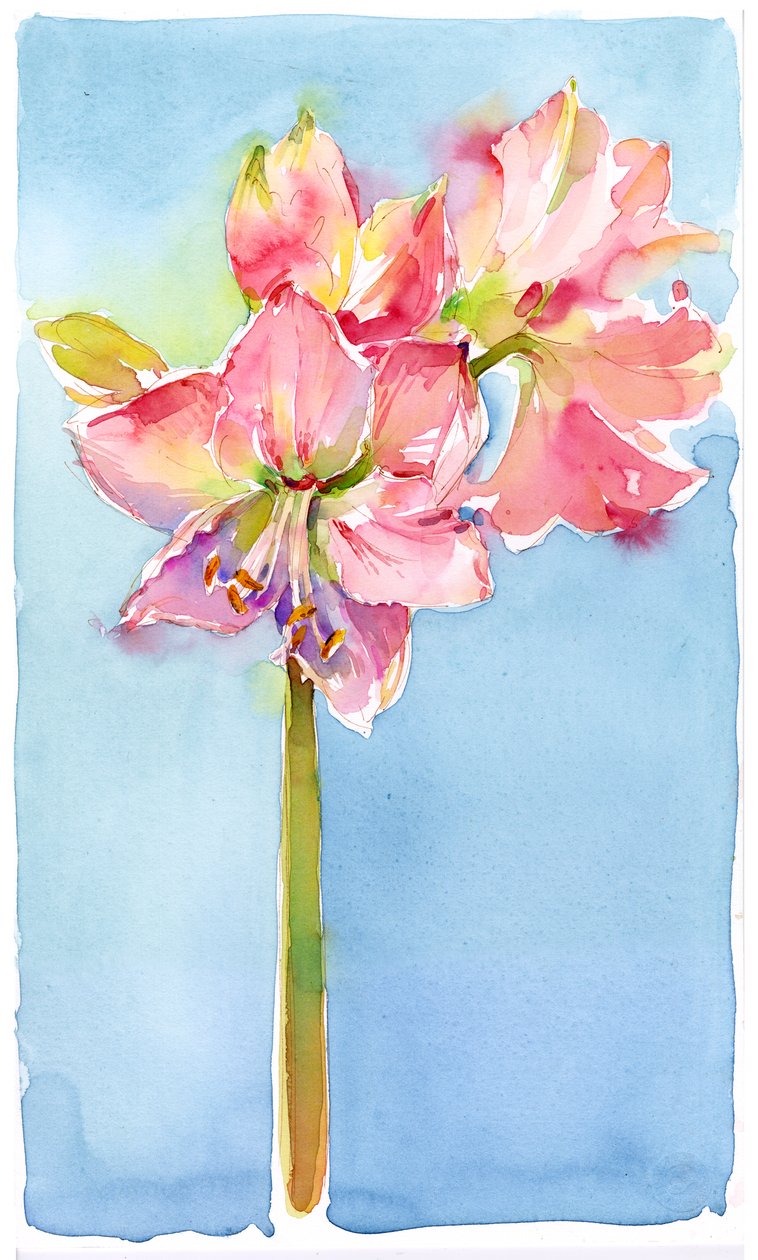 Amaryllis med aqua baggrund, 2015, (akvarel) af John Keeling