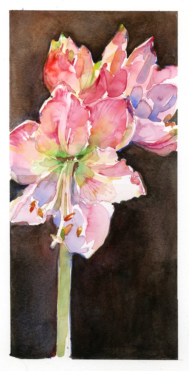 Amaryllis med brun baggrund, 2015, (akvarel) af John Keeling