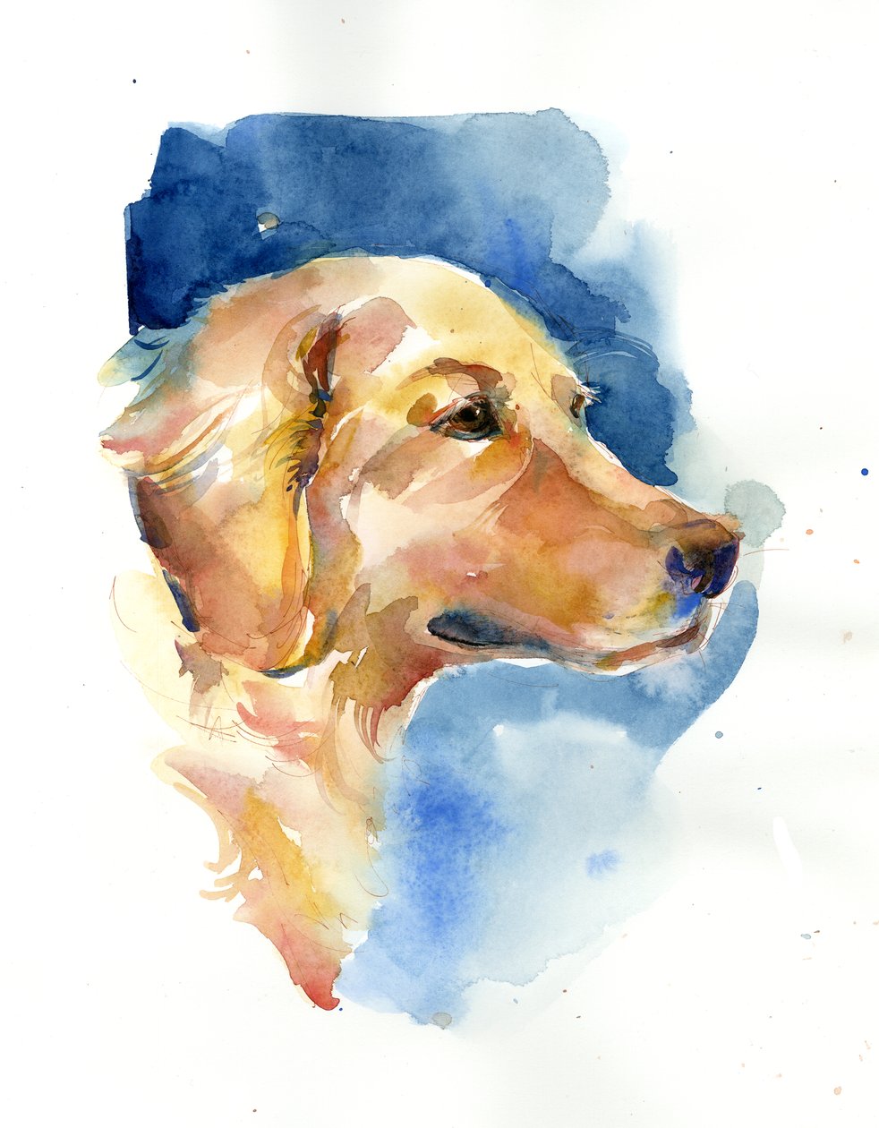 Golden Retriever, 2015, (akvarel) af John Keeling