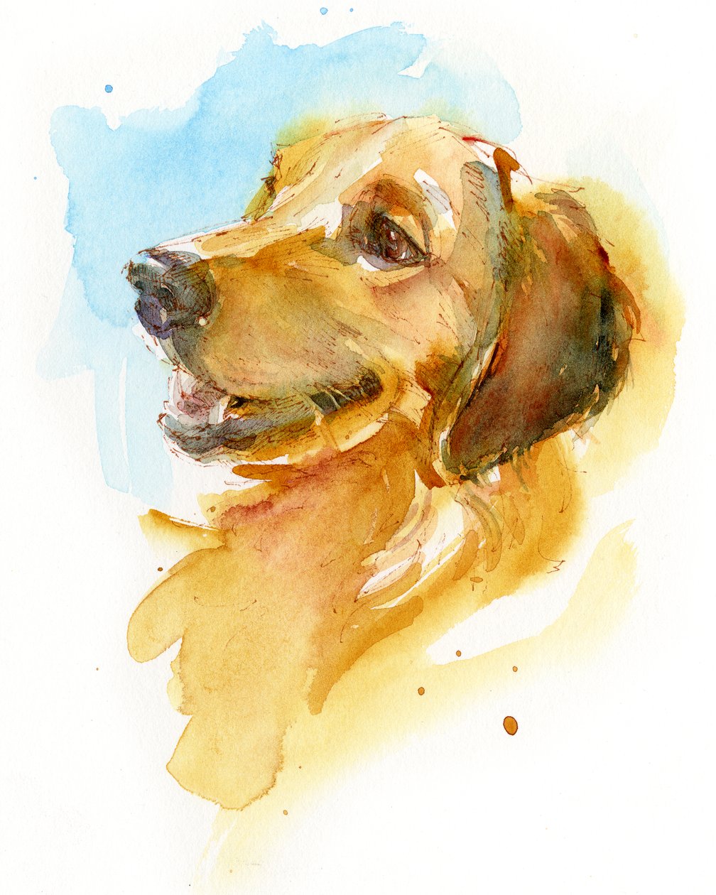 Golden Retriever, 2017, (akvarel) af John Keeling