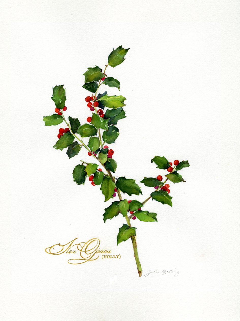 Holly botanical, 2013, (akvarel) af John Keeling
