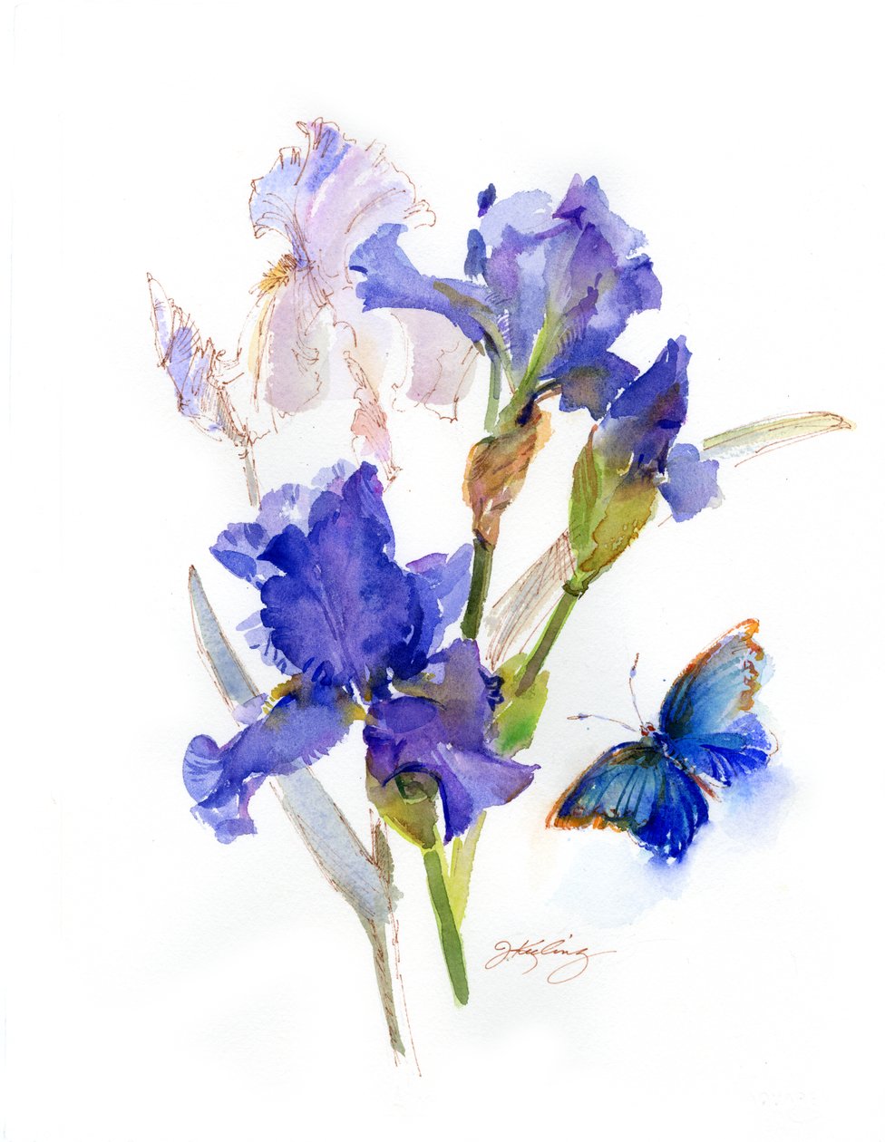 Iris med blå sommerfugl, 2016, (akvarel) af John Keeling