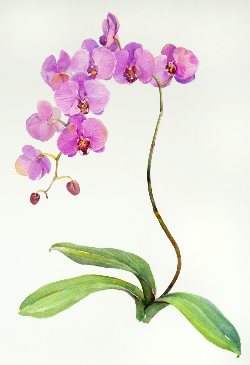 Orkidé botanisk, 2013, (akvarel) af John Keeling
