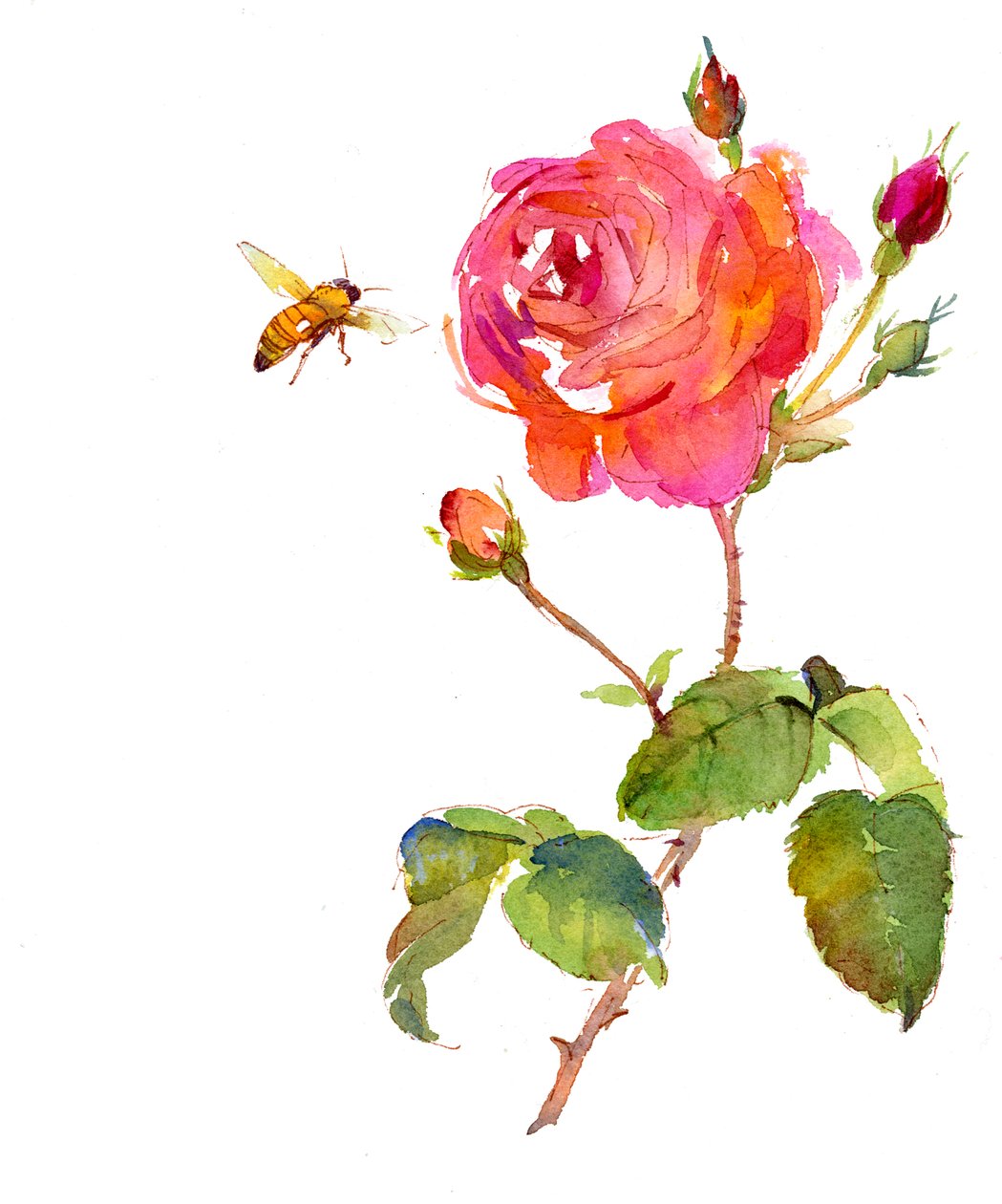 Rose med bi, 2014, (akvarel) af John Keeling