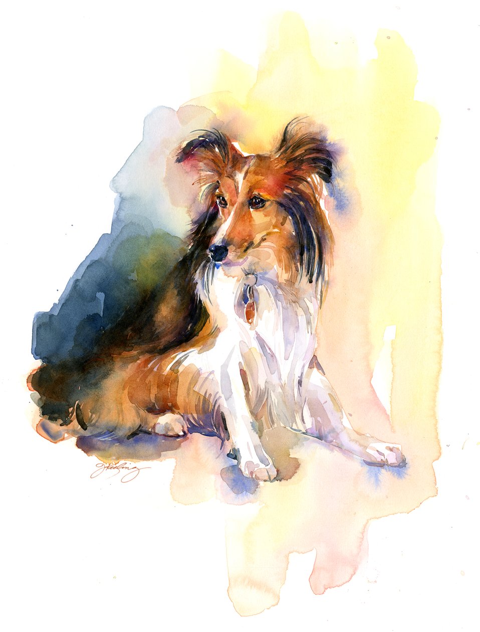 Sheltie portræt, 2015, (akvarel) af John Keeling