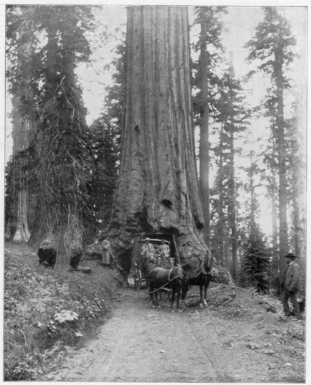Vej, der går gennem en Giant Sequoia, Mariposa Grove, Wawona, Californien, slutningen af det 19. århundrede af John L. Stoddard