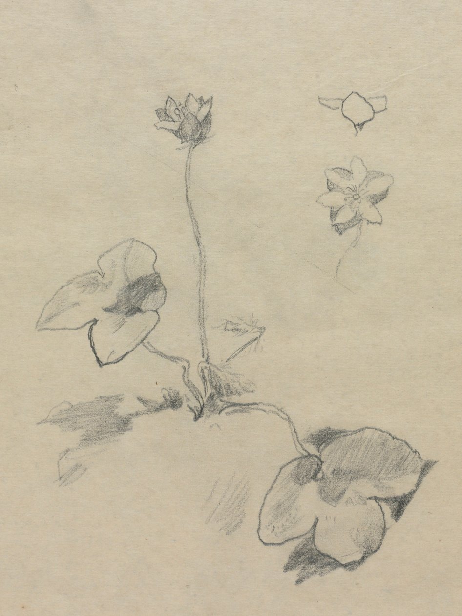 Anemone af John La Farge