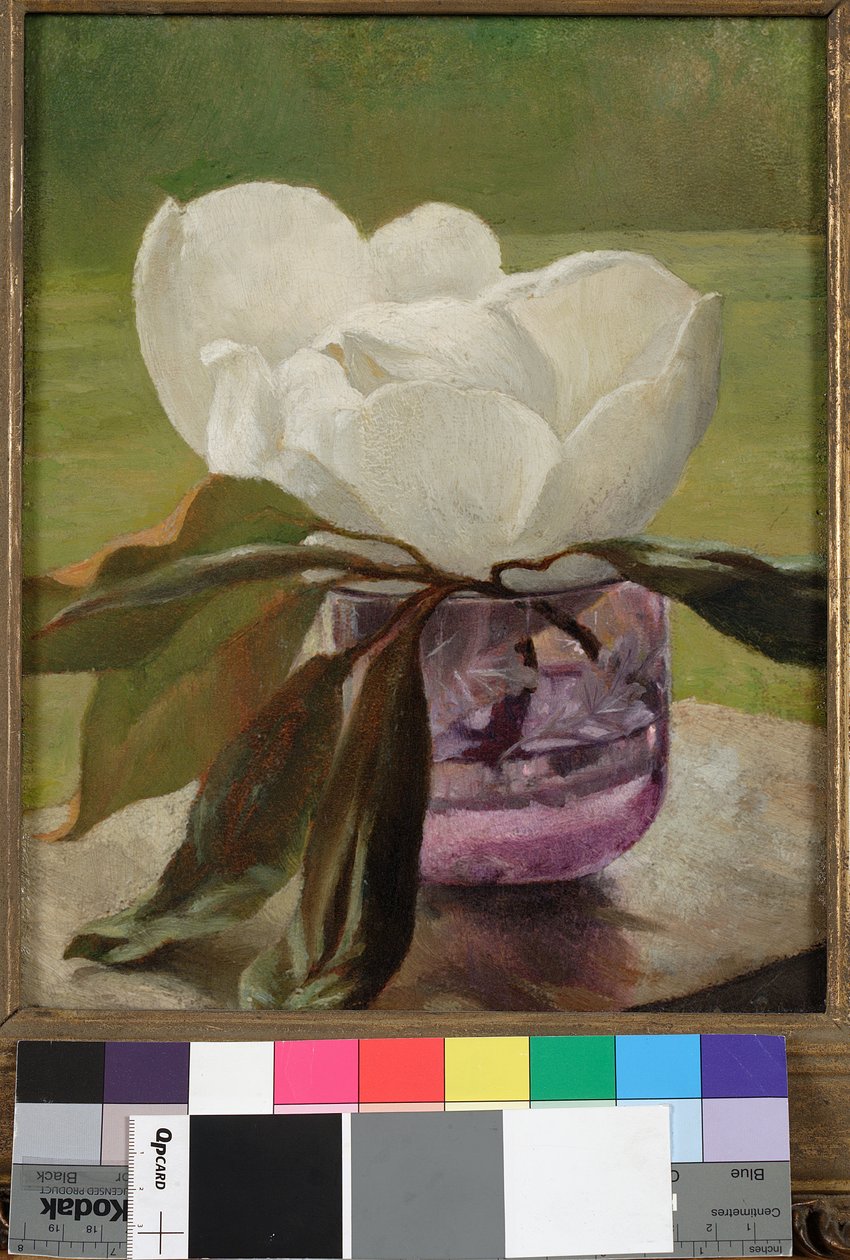 Magnolia blomst af John La Farge or Lafarge