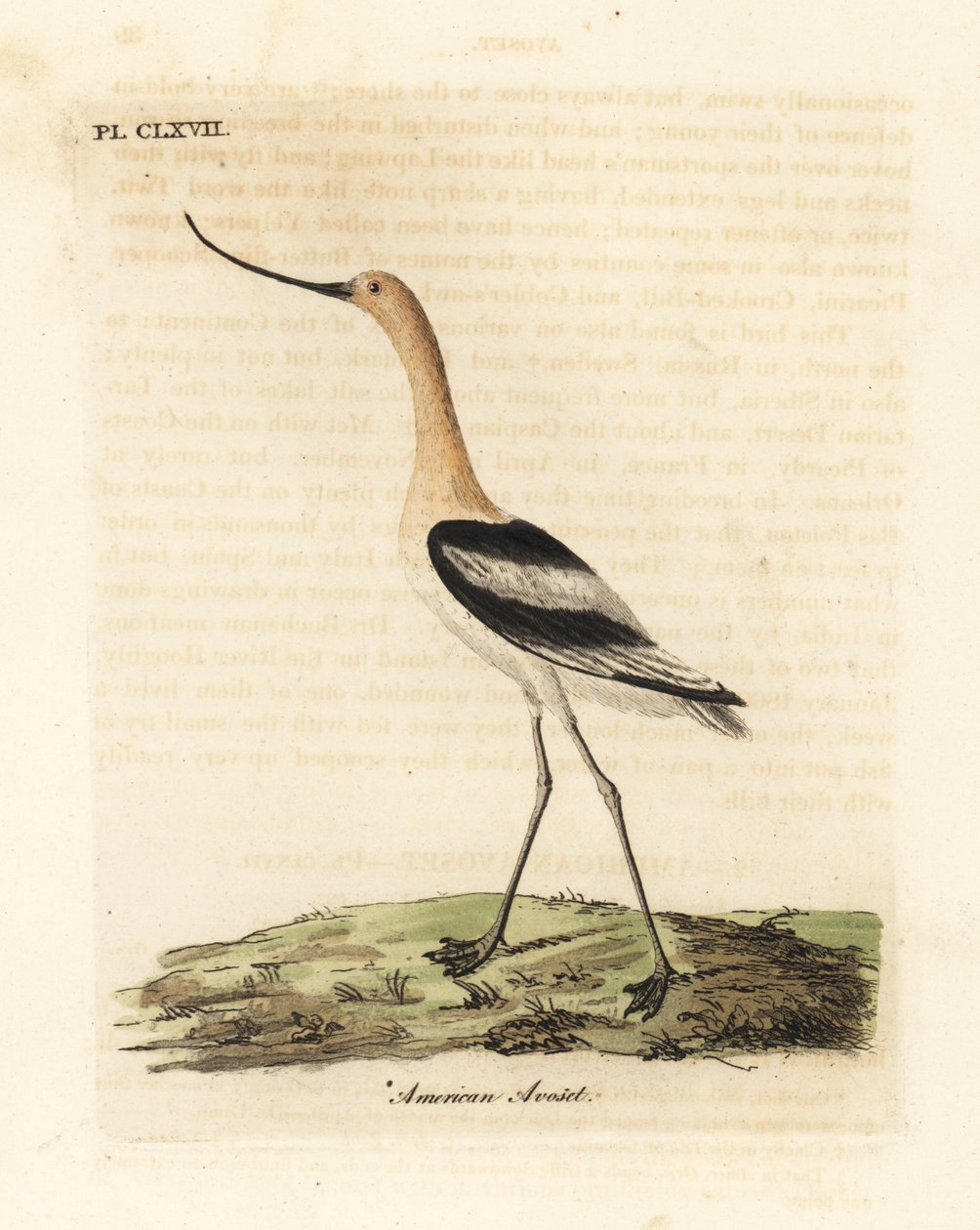 Amerikansk avocet, Recurvirostra americana. Håndfarvet kobberplade tegnet og indgraveret af John Latham fra hans egen A General History of Birds, Winchester af John Latham