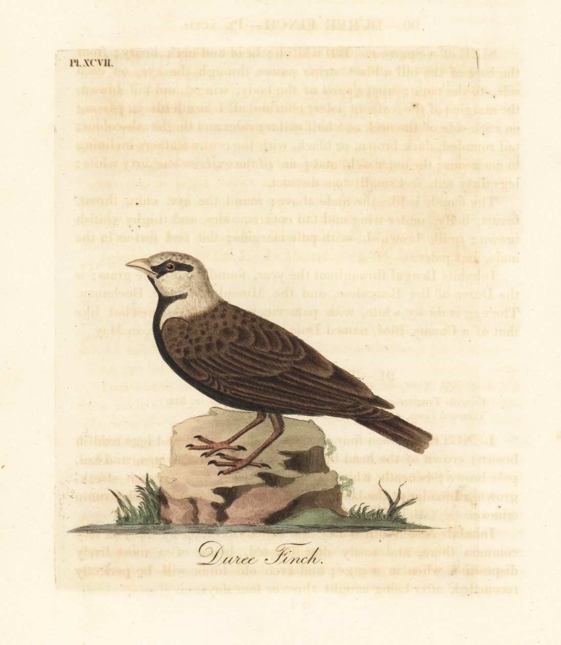 Askekronet spurvelærke, Ereopterix griseus (Duree finke, Emberiza gingica). Håndfarvet kobberplade tegnet og graveret af John Latham fra hans egen A General History of Birds, Winchester af John Latham