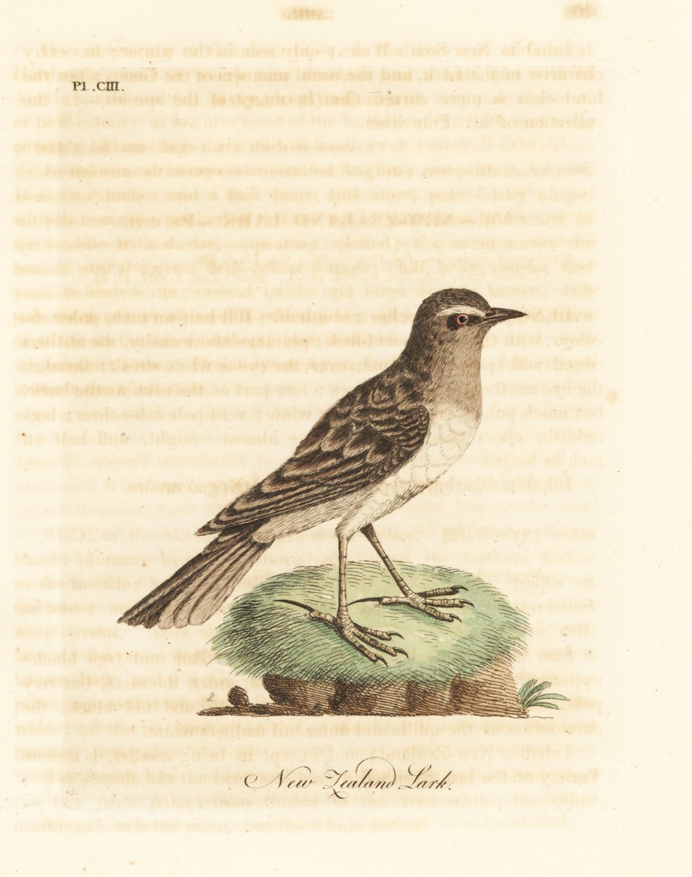 Australasisk piber, Anthus novaeseelandiae (New Zealand lærke, Alauda novae zealandiae). Håndfarvet kobberplade tegnet og indgraveret af John Latham fra hans egen A General History of Birds, Winchester af John Latham