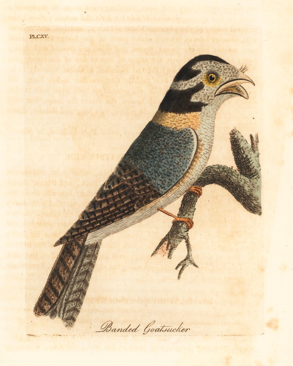 Australsk uglenatskælv, Aegotheles cristatus eller gulbrun frømund, Podargus strigoides? (Banded goatsucker, Caprimulgus vittatus.) Håndfarvet kobberplade tegnet og indgraveret af John Latham fra hans egen A General History of Birds, Winchester af John Latham