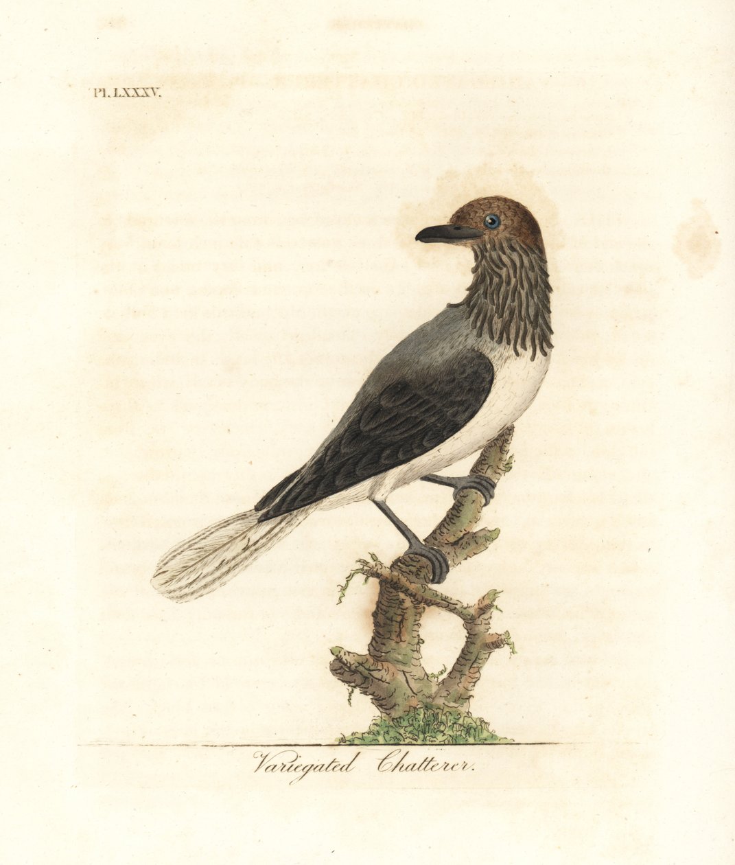 Skægget klokke, Procnias averano (broget pladder, Ampelis variegata). Håndfarvet kobberplade tegnet og graveret af John Latham fra hans egen A General History of Birds, Winchester af John Latham