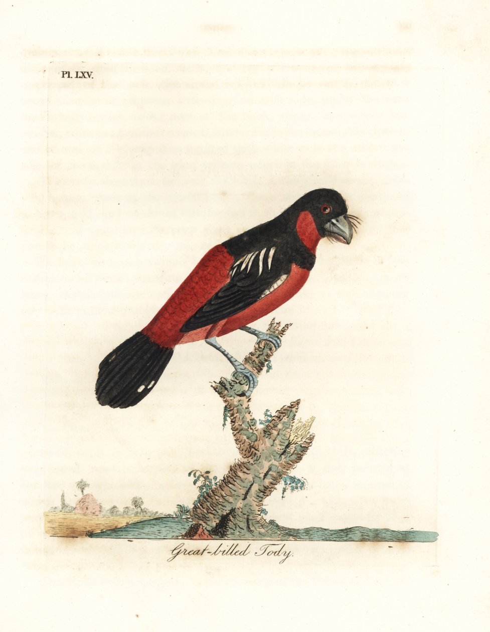 Sort-rød brednæb, Cymbirhynchus macrorhynchos (stornæbbet tody, Todus nasutus). Håndfarvet kobberplade tegnet og graveret af John Latham fra hans egen A General History of Birds, Winchester af John Latham