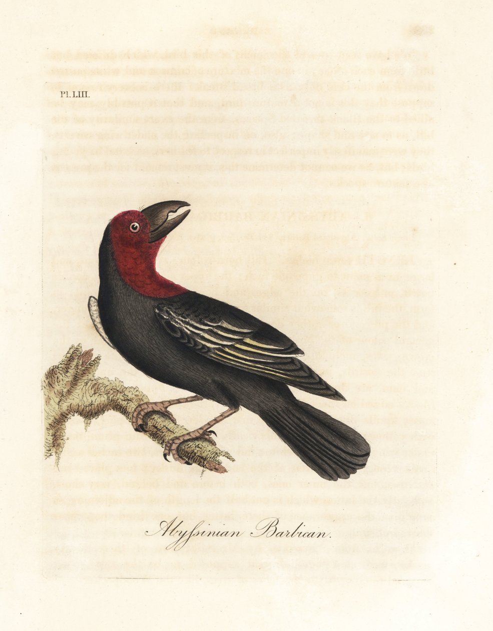 Sortnæbbet barbet, Lybius guifsobalito (Abyssinian barbican, Bucco saltii). Håndfarvet kobberplade tegnet og indgraveret af John Latham fra hans egen A General History of Birds, Winchester af John Latham