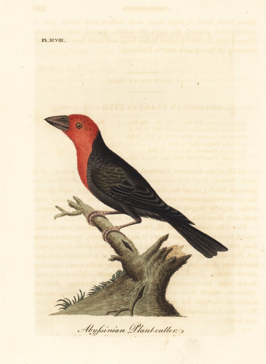 Sortnæbbet barbet, Lybius guifsobalito (Abessinisk planteskærer, Loxia tridactyla). Håndfarvet kobberplade tegnet og graveret af John Latham fra hans egen A General History of Birds, Winchester af John Latham