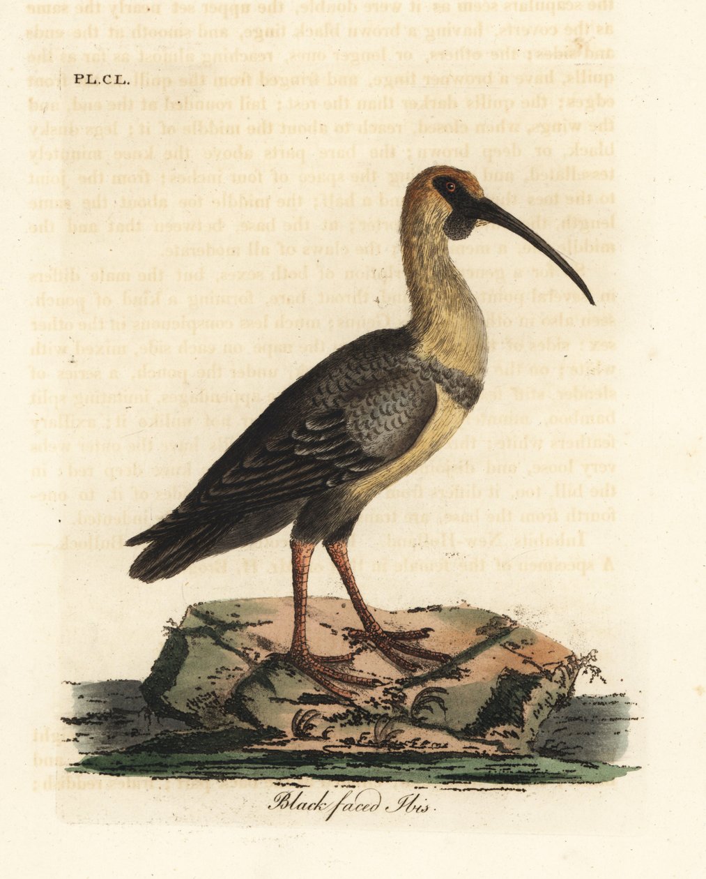 Sort-faced ibis, Theristicus melanopis (Tantalus melanops). Håndfarvet kobberplade tegnet og graveret af John Latham fra hans egen A General History of Birds, Winchester af John Latham