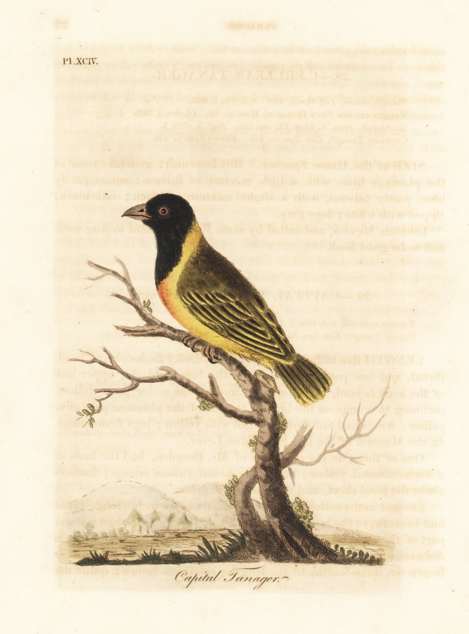Sorthovedet gulkravevæver, Ploceus melanocephalus capitalis (Capital tanager, Tanagra capitalis). Håndfarvet kobberplade tegnet og indgraveret af John Latham fra hans egen A General History of Birds, Winchester af John Latham