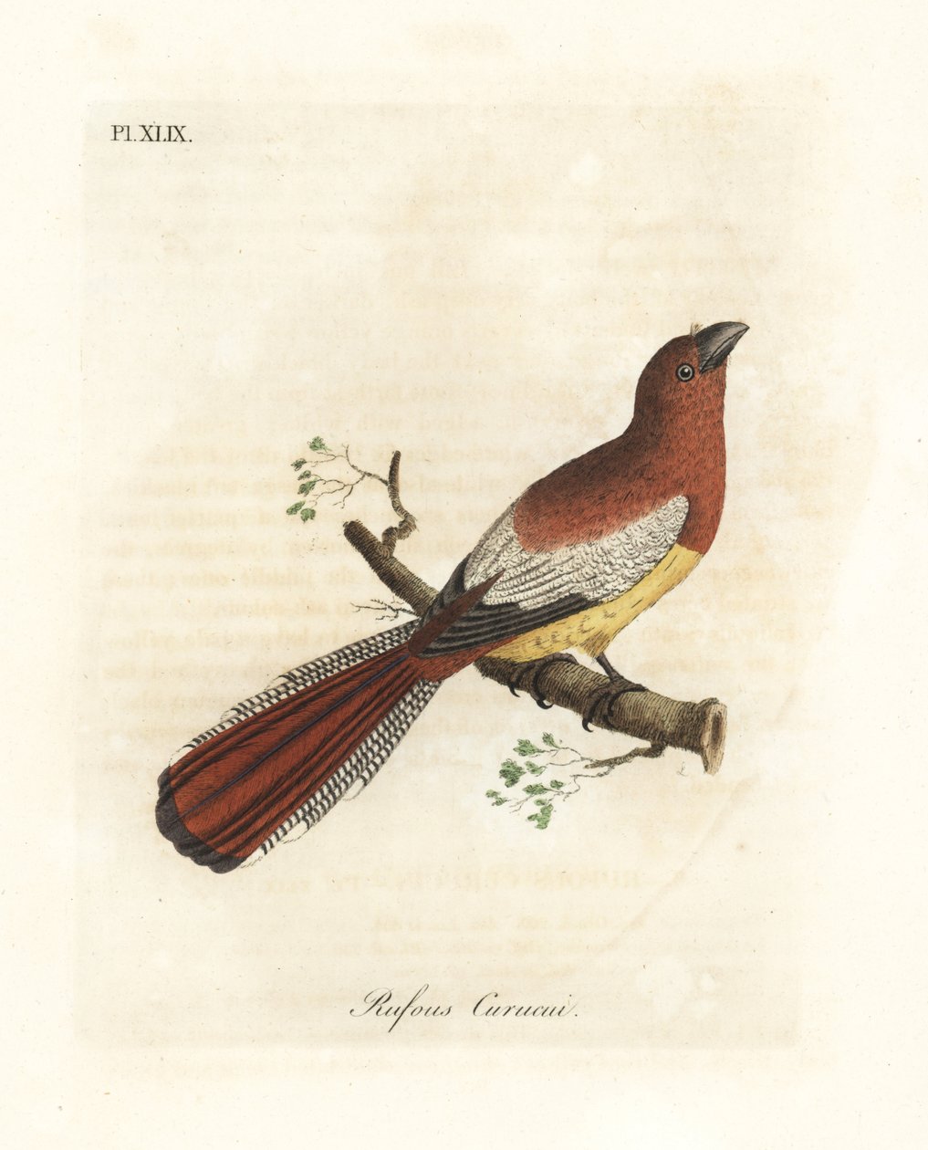 Sortstrubet trogon, Trogon rufus, hun (Rufous curucui, Trogon rufus). Kopieret fra Martinets illustration af Cayenne til Buffon Coucou a queue rousse. Håndfarvet kobberplade tegnet og indgraveret af John Latham fra hans egen A General History of Bi af John Latham