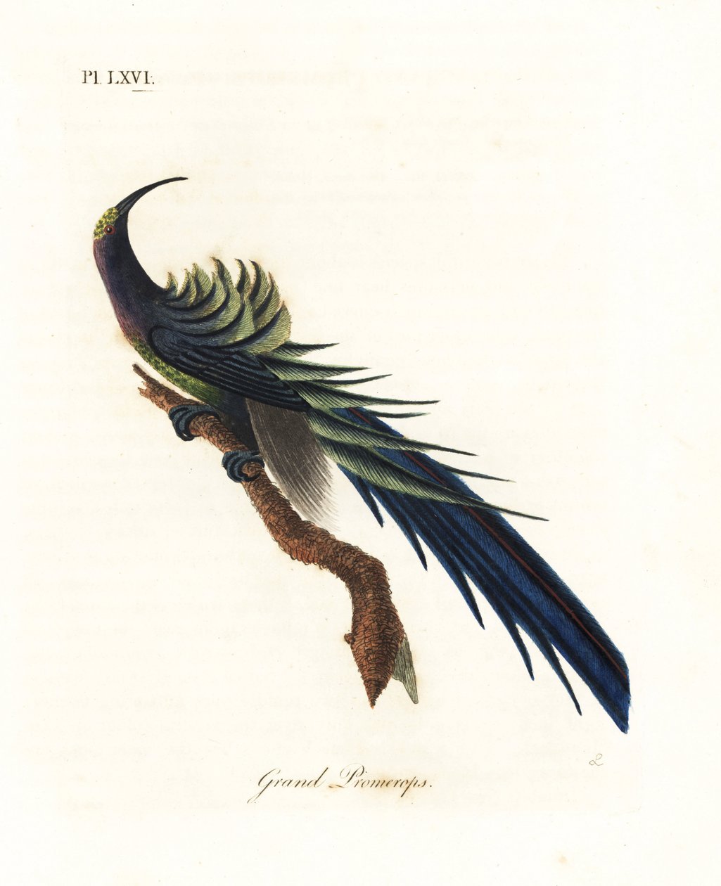 Sort seglnæb, Epimachus fastosus. Sårbar. (Great promerops, Upupa superba.) Ny Guinea. Håndfarvet kobberplade tegnet og graveret af John Latham fra hans egen A General History of Birds, Winchester af John Latham