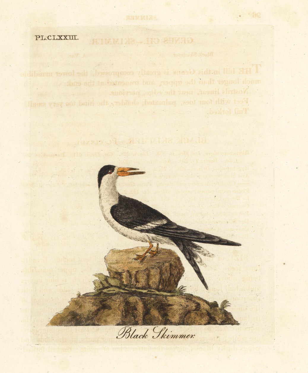 Sort skimmer, Rynchops niger (Rhynchops nigra). Håndfarvet kobberplade tegnet og graveret af John Latham fra hans egen A General History of Birds, Winchester af John Latham