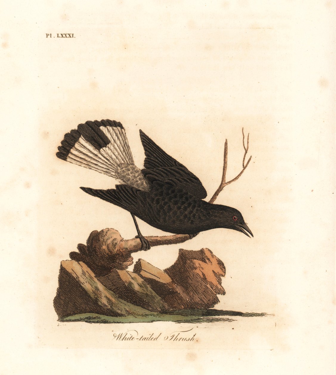 Sort hvede, Oenanthe leucura (Hvidhaledrossel, Turdus leucurus). Håndfarvet kobberplade tegnet og indgraveret af John Latham fra hans egen A General History of Birds, Winchester af John Latham