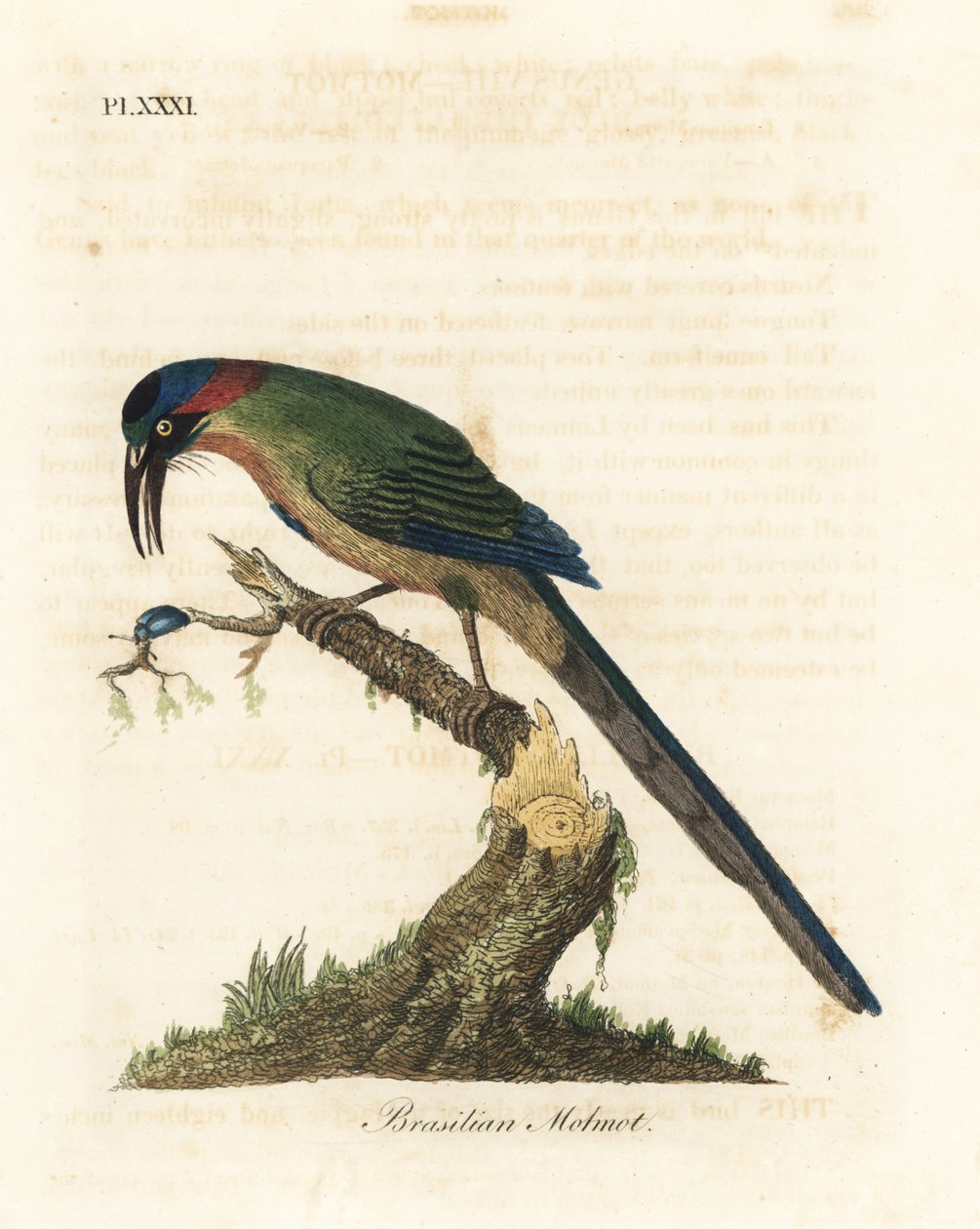 Blåkronet motmot, Momotus momota (brasiliansk motmot, Momotus brasiliensis). Håndfarvet kobberplade tegnet og graveret af John Latham fra hans egen A General History of Birds, Winchester af John Latham