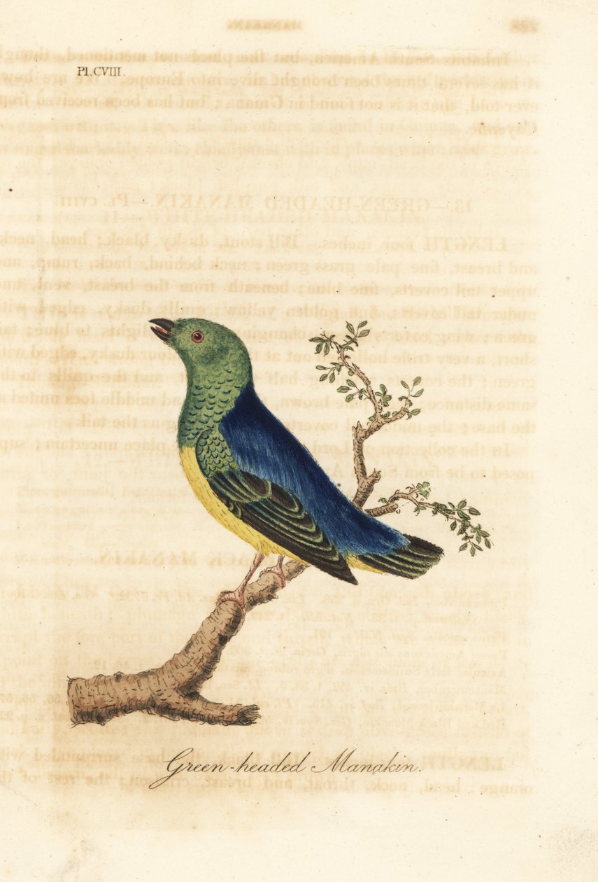 Blånakkede chlorophonia, Chlorophonia cyanea (Grønhovedet manakin, hjemmehørende i Sydamerika). Håndfarvet kobberplade tegnet og graveret af John Latham fra hans egen A General History of Birds, Winchester af John Latham