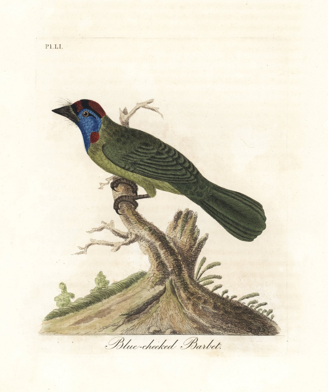 Blåstrubet eller bjergbarbet, Psilopogon asiaticus. (Blåkindet barbet, Trogon asiaticus). Håndfarvet kobberplade tegnet og indgraveret af John Latham fra hans egen A General History of Birds, Winchester af John Latham