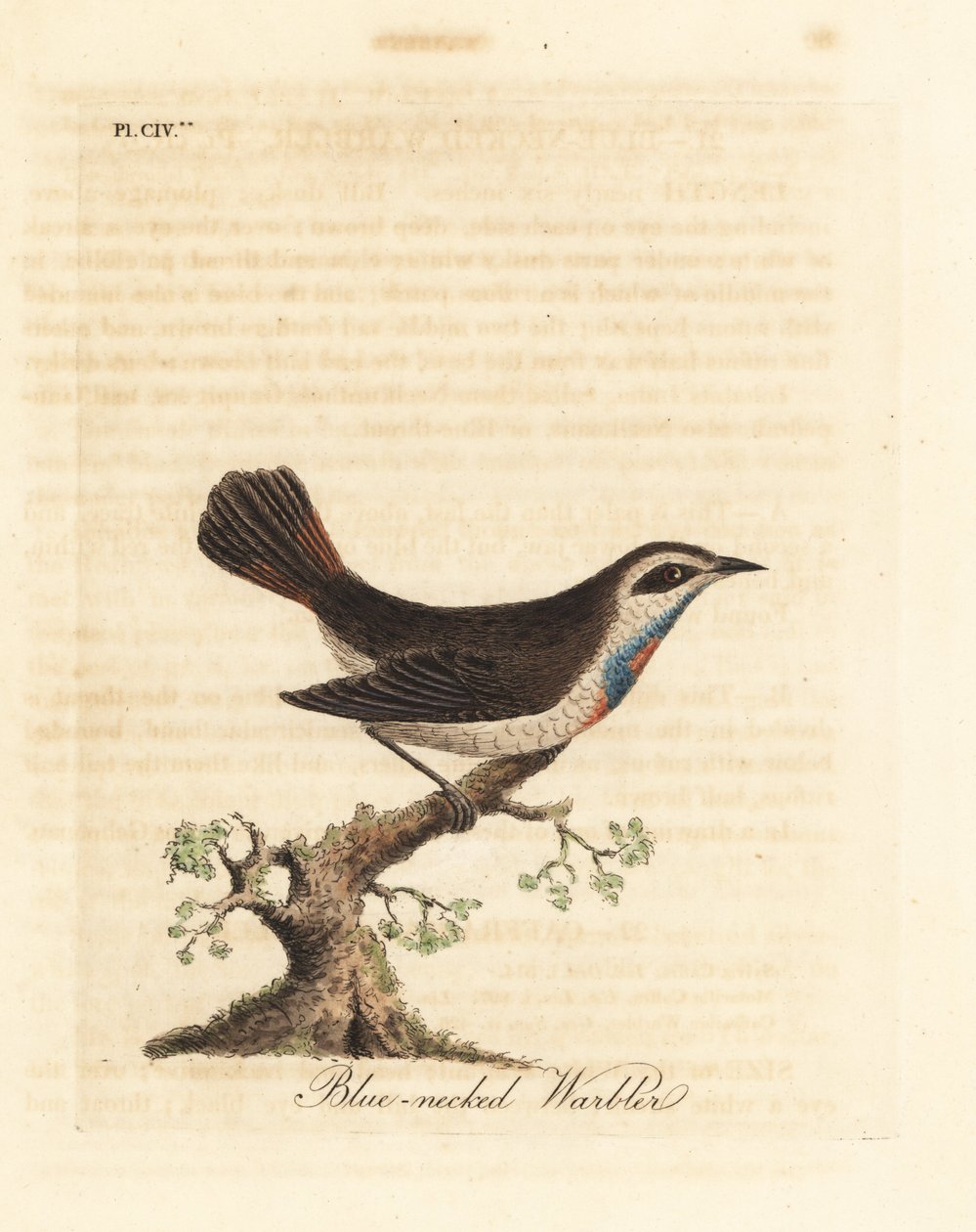 Blåhals, Luscinia svecica (blåhalssanger, også kendt som gunpigera, neelkunthee, gunpedrab i Indien). Håndfarvet kobberplade tegnet og indgraveret af John Latham fra hans egen A General History of Birds, Winchester af John Latham